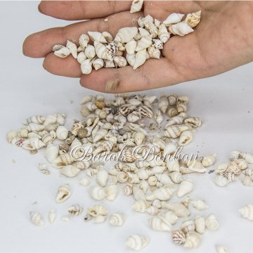 DENİZ KABUĞU 100 GR