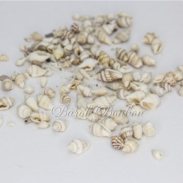 DENİZ KABUĞU 100 GR