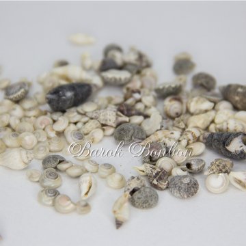 KARIŞIK DENİZ KABUĞU 100 GR