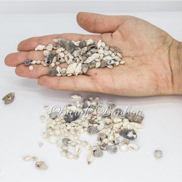 MİNARE PUANLI DENİZ KABUĞU 100 GR