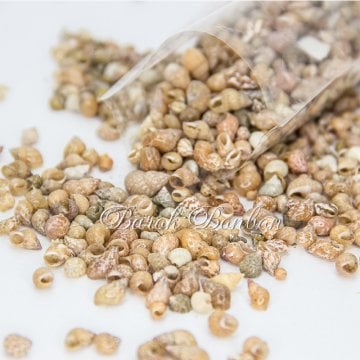 MİNİ MİNARE DENİZ KABUĞU 100 GR