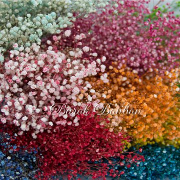 ÇİÇEK DOĞAL CİPSO NATUREL LACİVERT