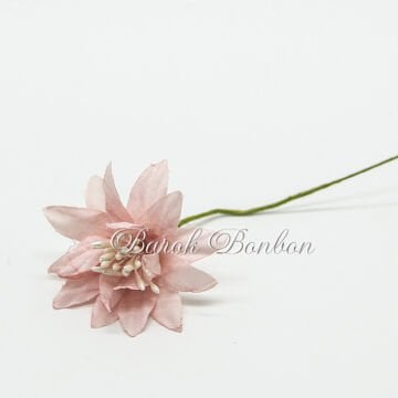 KUMAŞ YILDIZ PUDRA TOHUMLU ÇİÇEK  PK.60